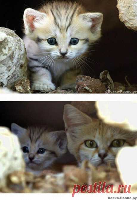 Котенок песчаной кошки