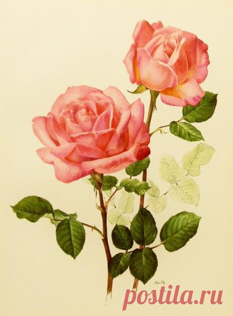 Shabby Chic Cottage Decor, Rose Illustration, 1960s Princess Grace Pink Rose…