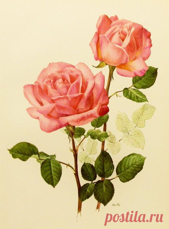 Shabby Chic Cottage Decor, Rose Illustration, 1960s Princess Grace Pink Rose…