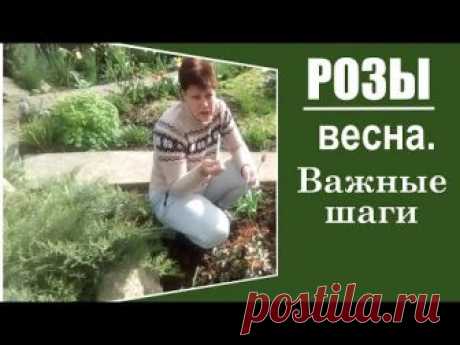 Уход за розами весной. Важные обязательные шаги