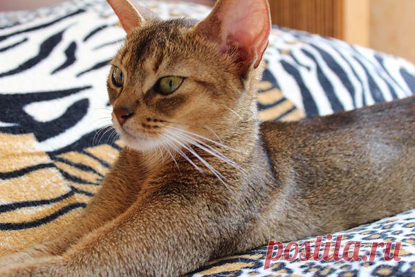 Illusion Enfiniti Legocat-абиссинская кошка питомник BUOZI