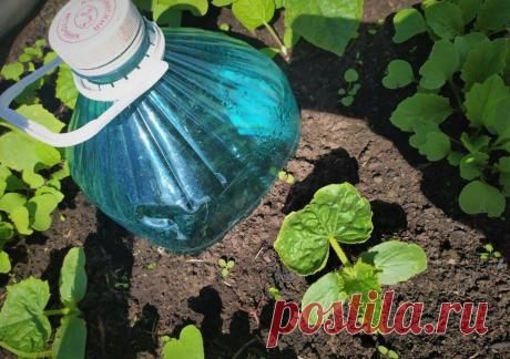 Нашёл правильный способ сделать «умную» систему полива грядок и домашних растений. Понадобится лишь бутылка и смекалка
Приветствую, дорогой читатель! Полив для растений — как для нас кислород. И если с умом подойти к нему, то можно заметно улучшить состояние наших посадок. Две самых больших проблемы тут — недолив и перелив, они одинаково опасны для растений. Но вместо того, чтобы постоянно...
Читай пост далее на сайте. Жми ⏫ссылку выше