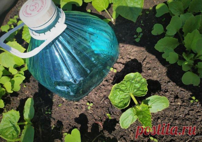 Нашёл правильный способ сделать «умную» систему полива грядок и домашних растений. Понадобится лишь бутылка и смекалка
Приветствую, дорогой читатель! Полив для растений — как для нас кислород. И если с умом подойти к нему, то можно заметно улучшить состояние наших посадок. Две самых больших проблемы тут — недолив и перелив, они одинаково опасны для растений. Но вместо того, чтобы постоянно...
Читай пост далее на сайте. Жми ⏫ссылку выше