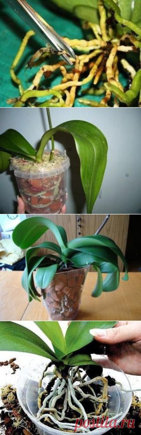 (5) Одноклассники