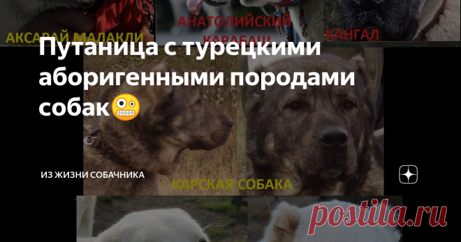 Путаница с турецкими аборигенными породами собак🤪  Самая известная из турецких собак — анатолийская овчарка или карабаш, сторожевая и охранная порода, выведенная на Анатолийском плато.  С неё мы начнём, ею же и закончим 😁 (всё поймёте в процессе, надеюсь😉).  Анатолийский карабаш (анатолийская овчарка, чобан копечи, сивас кангал, турецкий кангал, кангальская овчарка...) :  Отличительным признаком считается черная «маска» на морде – по-турецки «карабаш» (