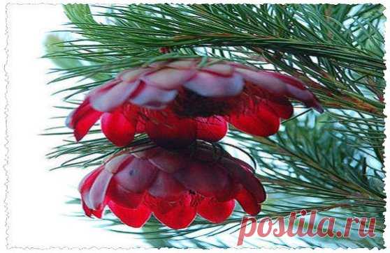 В Якутии цветет сосна один раз в 100 лет!