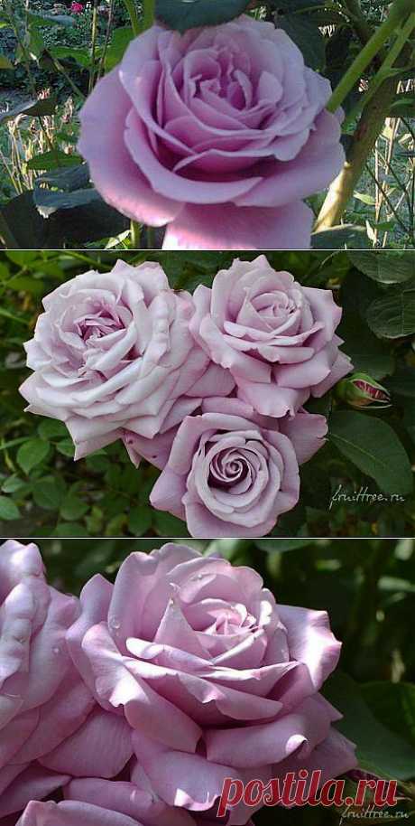 Голубая роза Блю Парфюм (Blue Parfum)