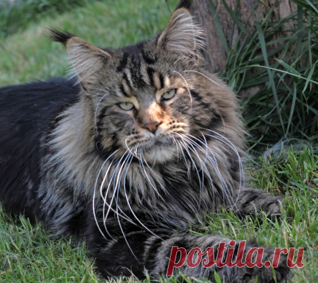 Maine coon WORLD | Facebook