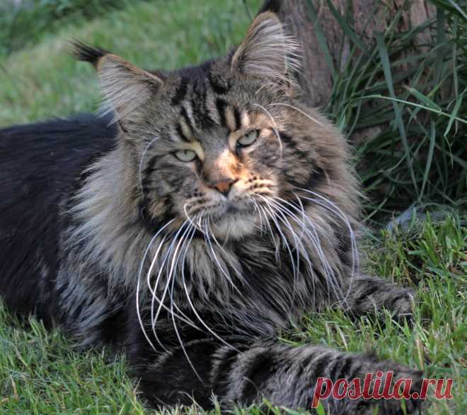 Maine coon WORLD | Facebook