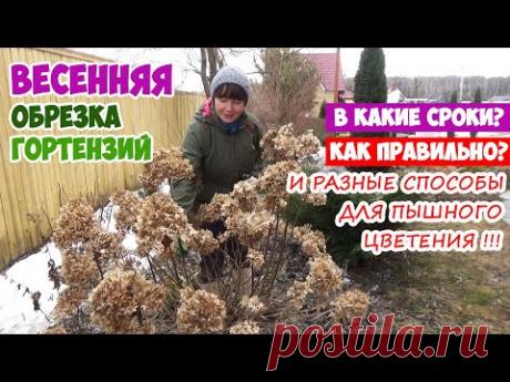 Обрезка метельчатой гортензии весной. Разные способы для пышного цветения! Пошагово для новичков!