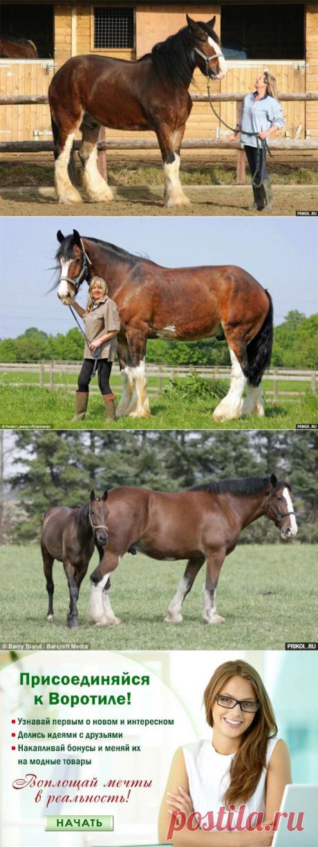 Самая большая лошадь в мире — Воротила