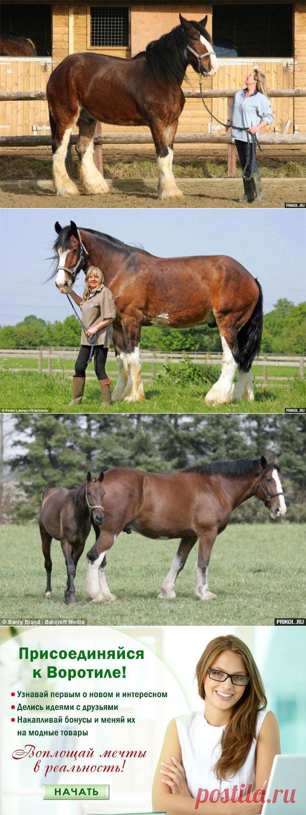 Самая большая лошадь в мире — Воротила