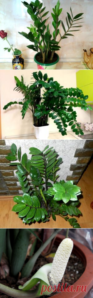 Замиокулькас, Доларовое дерево: фото, рекомендации по уходу.
