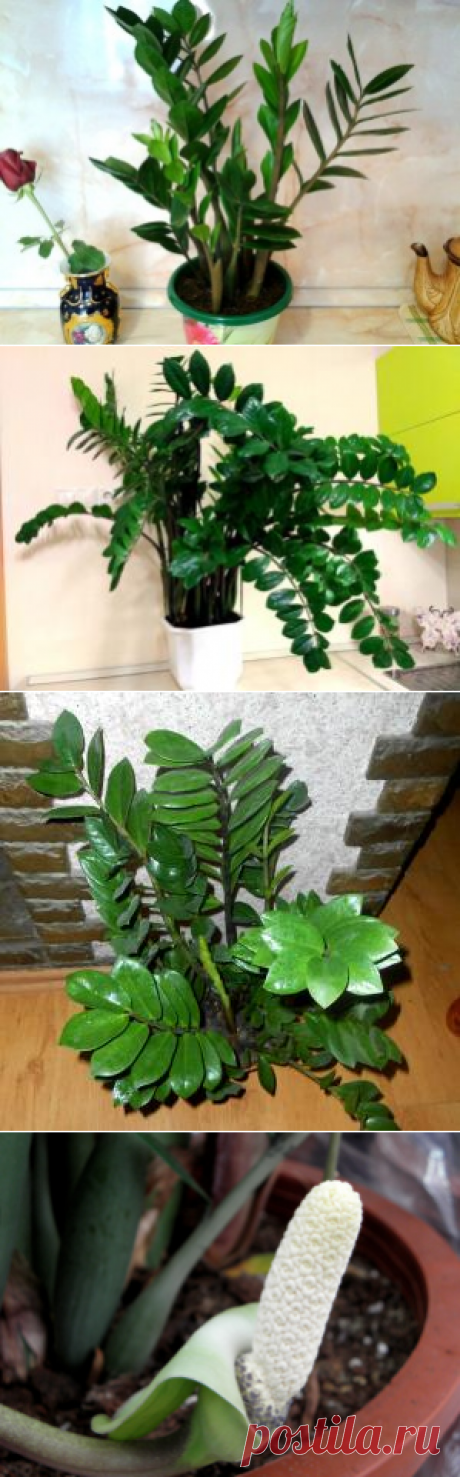 Замиокулькас, Доларовое дерево: фото, рекомендации по уходу.