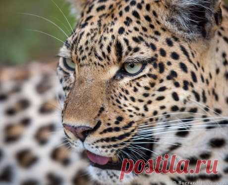 Уилл Беррард-Лукас