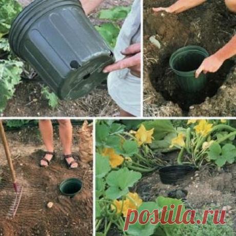 Инновационный полив 
Многие растения ощущают недостаток влаги при поливе, ведь их корни уходят глубоко в землю. Но если врыть рядом с грядкой пластиковый контейнер с отверстиями в днище и поливать таким образом растения, они отблагодарят тебя щедрым урожаем. А кабачки от такого полива просто в восторге!