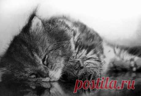 40 красивых и реалистичных эскизов животных для вашего вдохновения