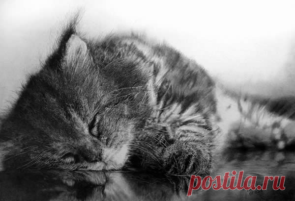40 красивых и реалистичных эскизов животных для вашего вдохновения