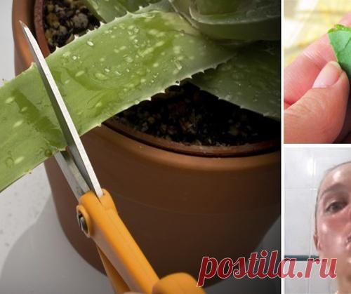 Она протерла лицо листом алоэ вера… То, что произошло через 15 минут, поразит каждого!