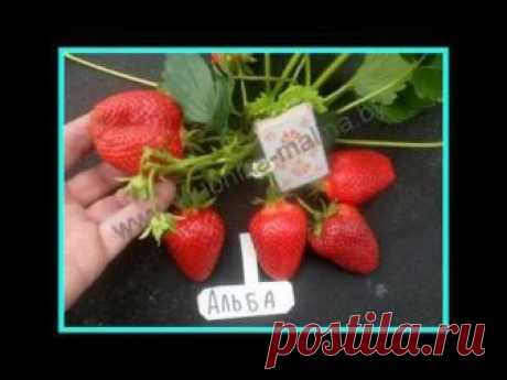 Реализация саженцев. +375-29 319-27-28, +375-29-761-15-14. г. Минск Подробнее здесь: https://klubnika-malina.by Aльба – Отличный ранний сорт итальянской селек...