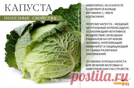 Капуста полезные свойства