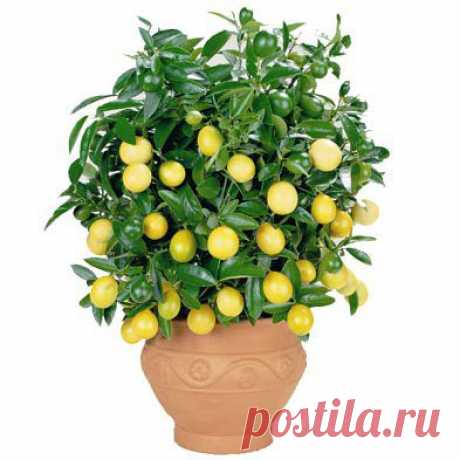 (50) Одноклассники