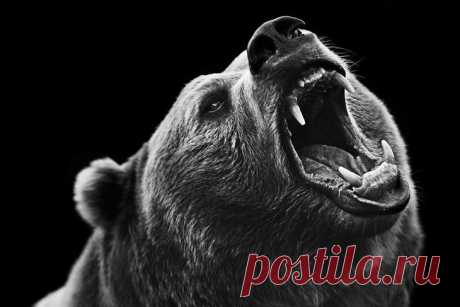 Фотограф Трой Мот, очарованный дикой природой