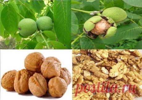 Рецепт почти вечной молодости