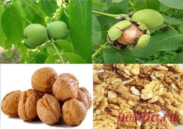 Рецепт почти вечной молодости