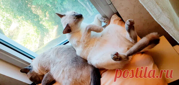 Спать при любых обстоятельствах! 😺 (кошачий сон) | Котоблог | Яндекс Дзен