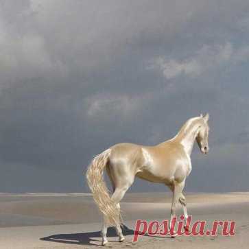 Самая редкая и удивительная масть лошадей - Изабелловая, или Кремовая