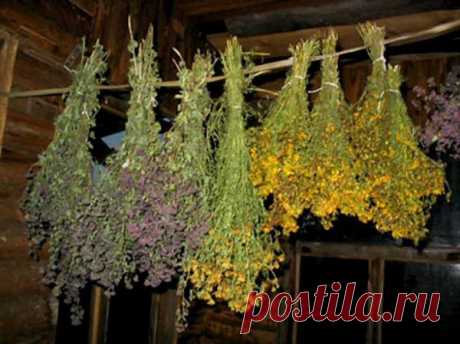 Когда и где собирать лекарственные растения?