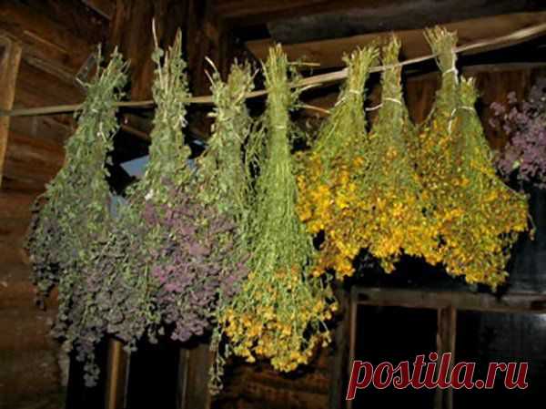 Когда и где собирать лекарственные растения?