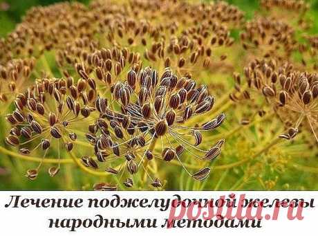 Лечение поджелудочной железы народными методами

Поджелудочная железа — один из важных внутренних органов человеческого тела, который отвечает за наше пищеварение. Сбой в работе поджелудочной чреват осложнениями и целым рядом заболеваний, таких как панкреатит или сахарный диабет. К счастью, есть прекрасные народные средства, которые помогают лечить этот орган не хуже лекарств. Если у тебя есть проблемы с этим важнейшим органом — наша статья для тебя!
Показать полностью…