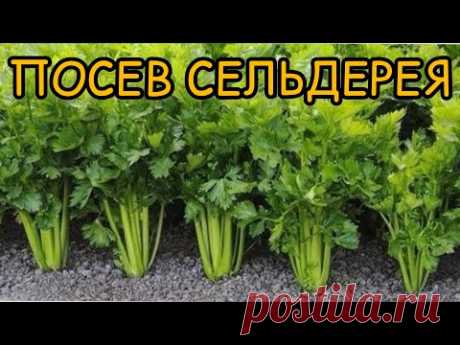ПОСЕЙТЕ СЕЛЬДЕРЕЙ ПРАВИЛЬНО!