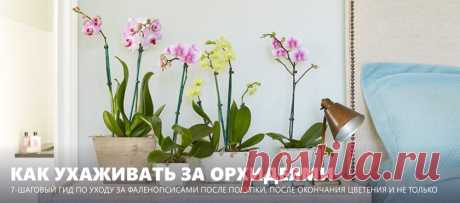 Уход за орхидеями после покупки и после цветения - 7 шагов для новичков с фото Рассказываем, как ухаживать за орхидеями Фаленопсис после покупки и после цветения, а также как и когда лучше пересадить цветок. Бонусы: фото орхидей в интерьере и таблица проблем и решений.