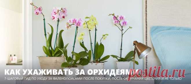Уход за орхидеями после покупки и после цветения - 7 шагов для новичков с фото Рассказываем, как ухаживать за орхидеями Фаленопсис после покупки и после цветения, а также как и когда лучше пересадить цветок. Бонусы: фото орхидей в интерьере и таблица проблем и решений.