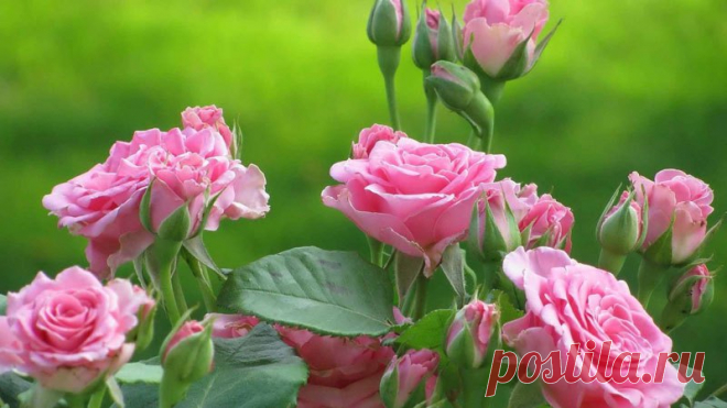 Роза. Секреты выращивания.