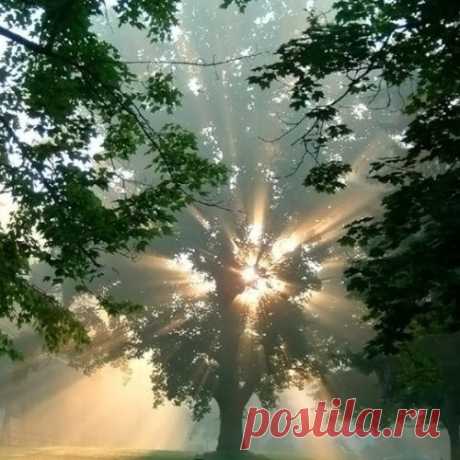 Магия деревьев.... - МирТесен