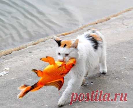 Рыбалка удалась!*