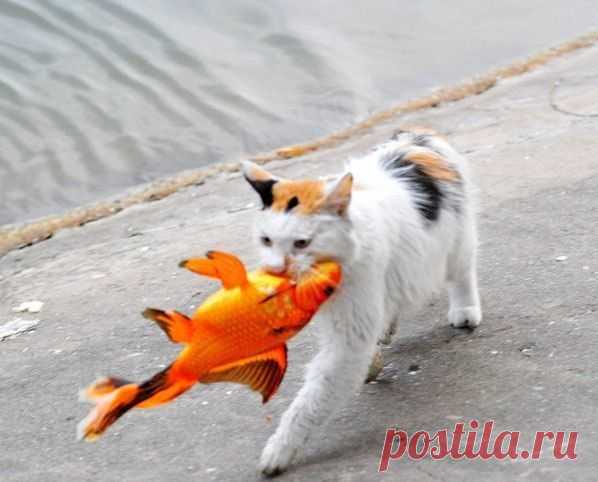 Рыбалка удалась!*