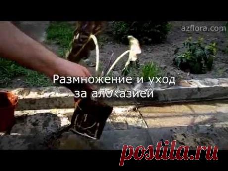 Размножение и уход за Алоказией - YouTube