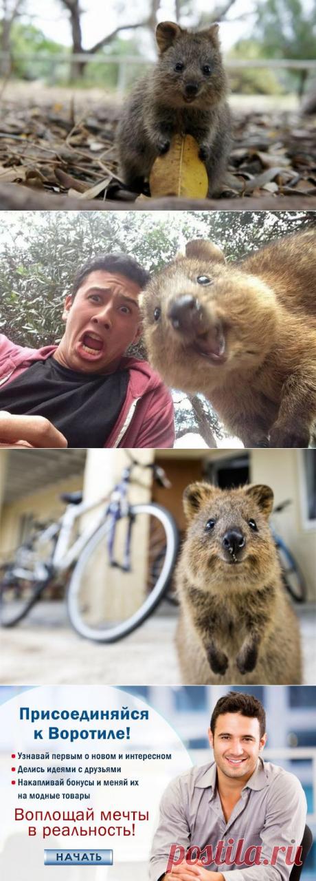 Позитивный зверек квокка — Воротила