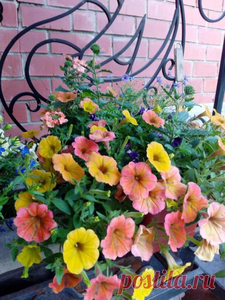 Петуния - хвастаемся цветущими растениями - Страница 17 - Форум цветоводов Фрау Флора