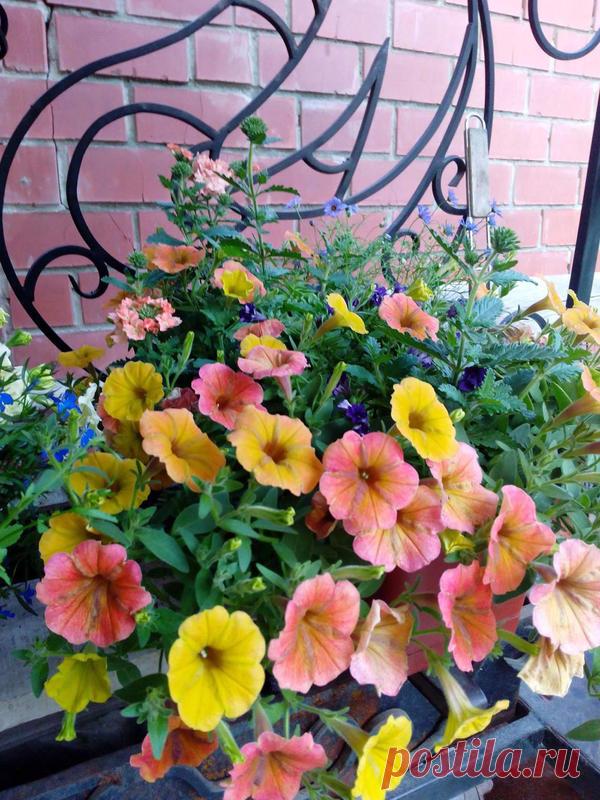 Петуния - хвастаемся цветущими растениями - Страница 17 - Форум цветоводов Фрау Флора