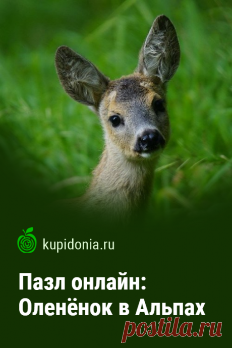 Пазл онлайн: Оленёнок в Альпах. Красивый пазл онлайн с симпатичным оленёнком из серии «Дикие животные». Собери пазл на сайте!