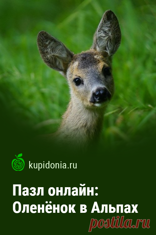 Пазл онлайн: Оленёнок в Альпах. Красивый пазл онлайн с симпатичным оленёнком из серии «Дикие животные». Собери пазл на сайте!