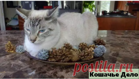 10 уморительных фотографий котиков, которые ведут себя наглым образом. | Кошачье Дело | Яндекс Дзен