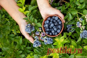 Три шага, чтобы ваша голубика пережила зиму Три главных шага, чтобы ваша голубика пережила зиму и расцвела весной.Осень &mdash; не время прощаться с садом. Для голубики это сезон важной подготовки к зиме и будущему урожаю. Сделайте три ключевых шага &mdash; и уже следующей весной куст ответит вам пышным ростом, а летом &mdash;...