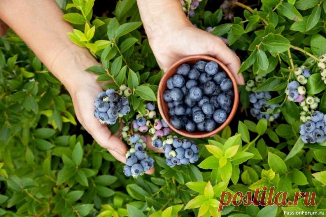 Три шага, чтобы ваша голубика пережила зиму Три главных шага, чтобы ваша голубика пережила зиму и расцвела весной.Осень — не время прощаться с садом. Для голубики это сезон важной подготовки к зиме и будущему урожаю. Сделайте три ключевых шага — и уже следующей весной куст ответит вам пышным ростом, а летом —...